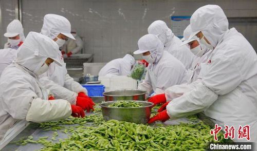 新春走基層 山東特色農(nóng)產(chǎn)品 打包 出海 豐富 國(guó)際餐桌