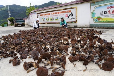 榕江:發(fā)展林下經(jīng)濟(jì) &ldquo;芝&rdquo;起致富&ldquo;祥云&rdquo;