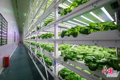 【晉江經驗】探訪神奇的植物工廠