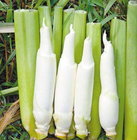 長在水里的一種&ldquo;蔬菜&rdquo;,農村人吃不完,運到城里賣16元一斤