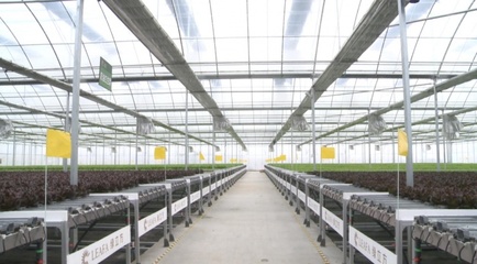 井頭鄉(xiāng):新鮮蔬菜工廠&ldquo;造&rdquo;