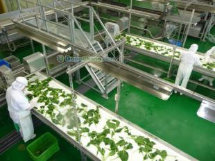 供應冷凍蔬菜生產線價格_供應冷凍蔬菜生產線廠家_世界工廠網產品信息庫