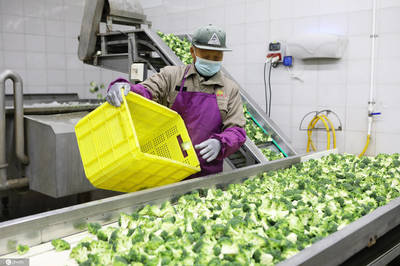 江蘇濱海蔬菜走出國(guó)門(mén)遠(yuǎn)銷歐美年產(chǎn)值3億元以上