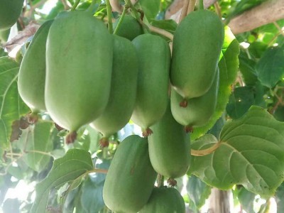 農(nóng)之寶農(nóng)寶商城信息屬于農(nóng)之寶平臺(www.nzb555.com)包含蔬菜,水果,禽畜肉蛋,糧油米面,農(nóng)資農(nóng)機,種子種苗,水產(chǎn),農(nóng)副加工等產(chǎn)品類目,為廣大商家企業(yè)提供更便捷的交易方式。